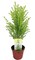 Lemon Scented Goldcrest Cypress Tree - Indoors/Out/FairyGarden - 2.5" Pot